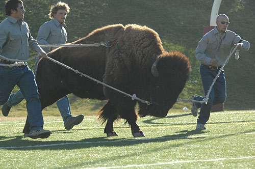 Live Buffalo running at Kimbrough Memorial Stadium